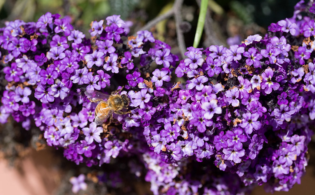 MyHeliotrope – The Ultimate Guide for Users